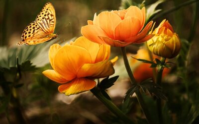 Meilleures plantes d’intérieur à petit prix